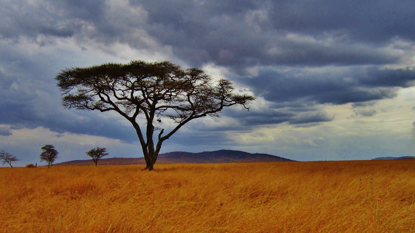 Najbolje vrijeme za safari u Tanzaniji