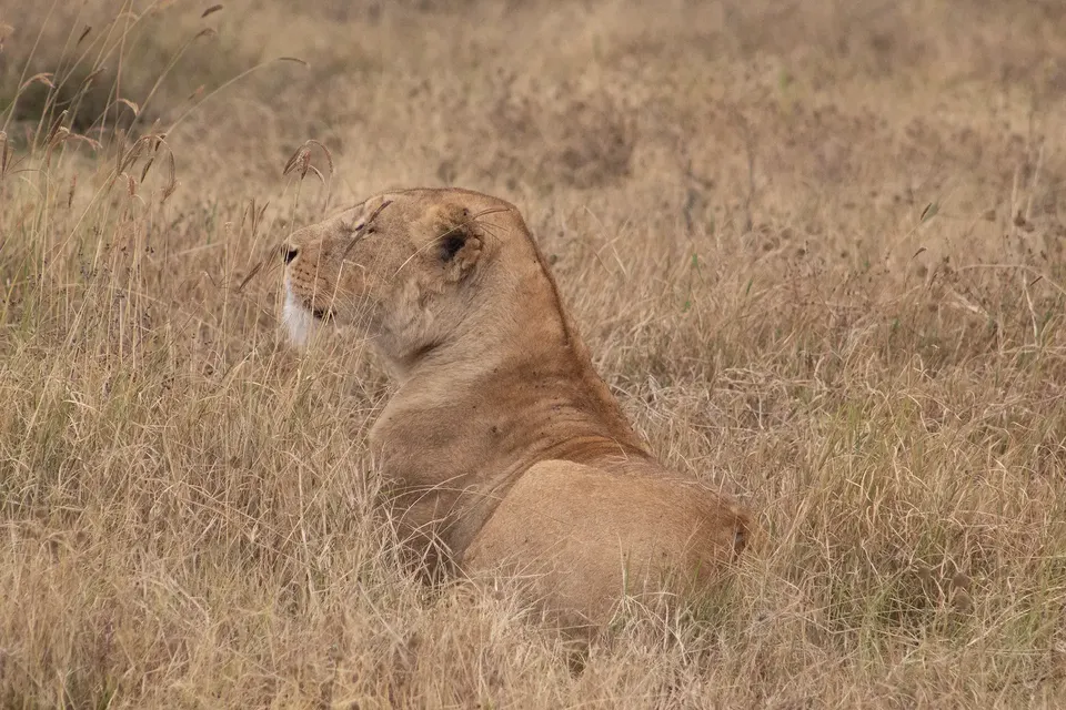 Serengeti vs Masai Mara:哪個更好於大移民?