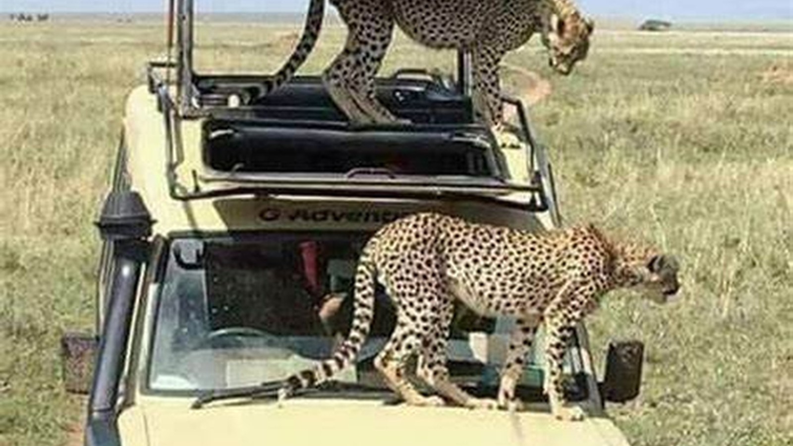 Igra Drives & Vildlife Safari