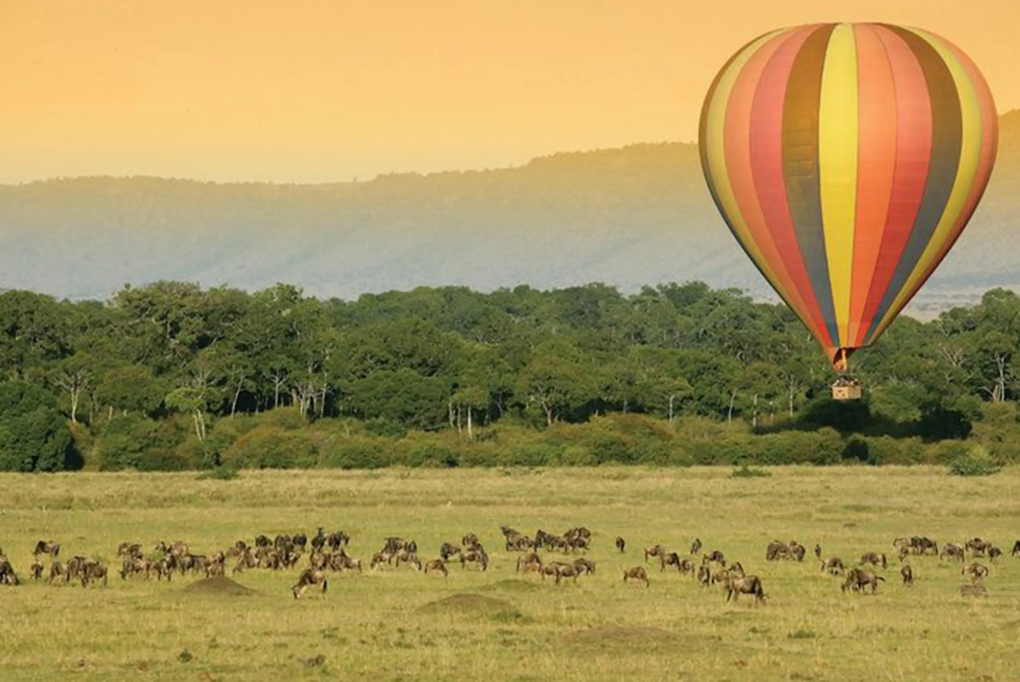 Safari Adventure