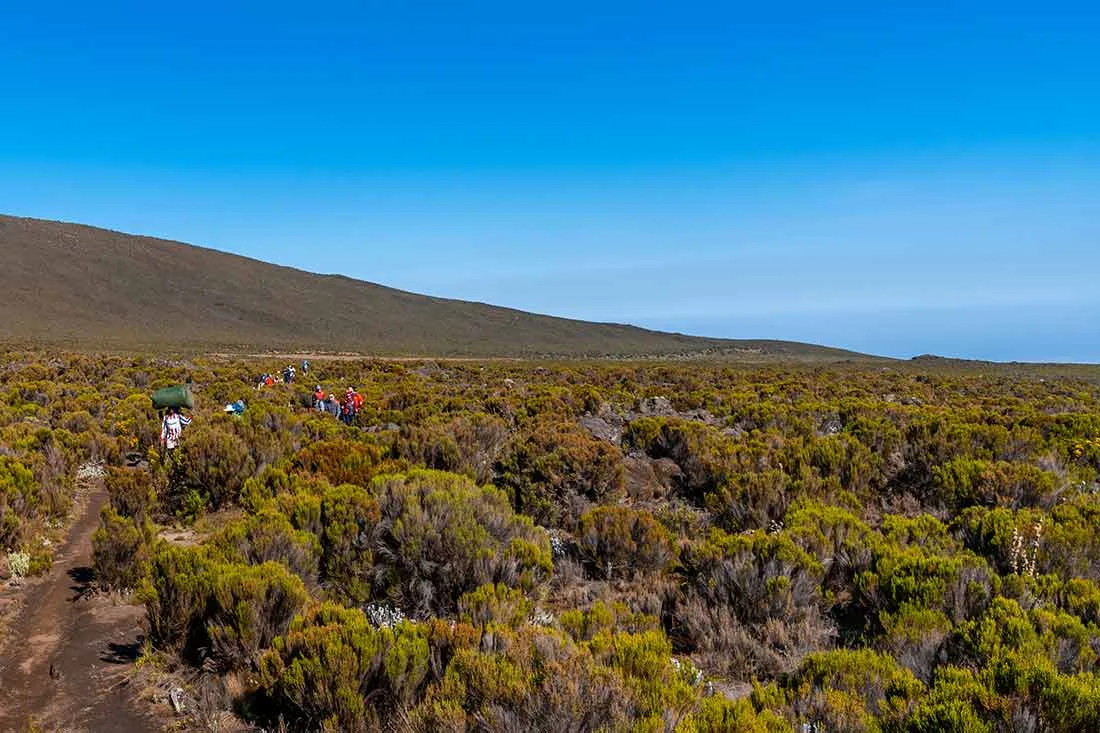 Kilimanjaro Moorland Zone