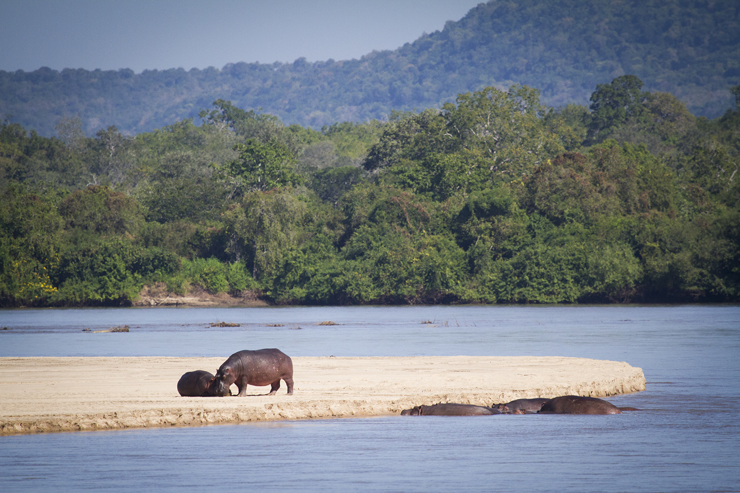 Boat Safari Rufiji River