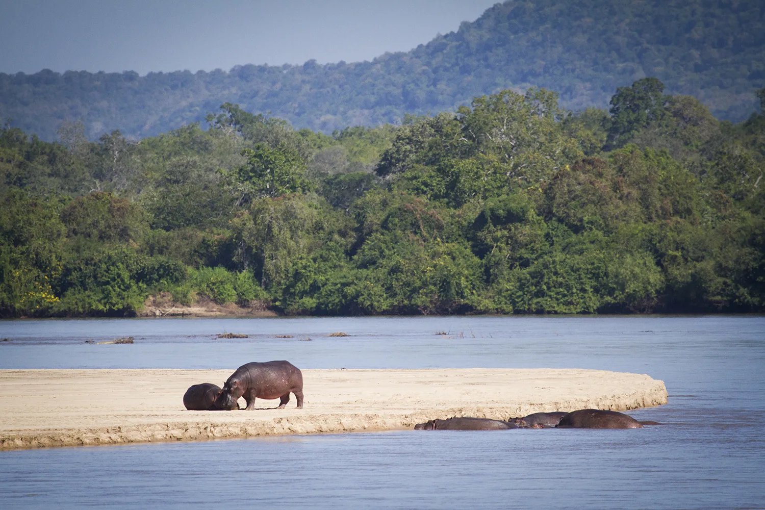 Boat Safari Rufiji River