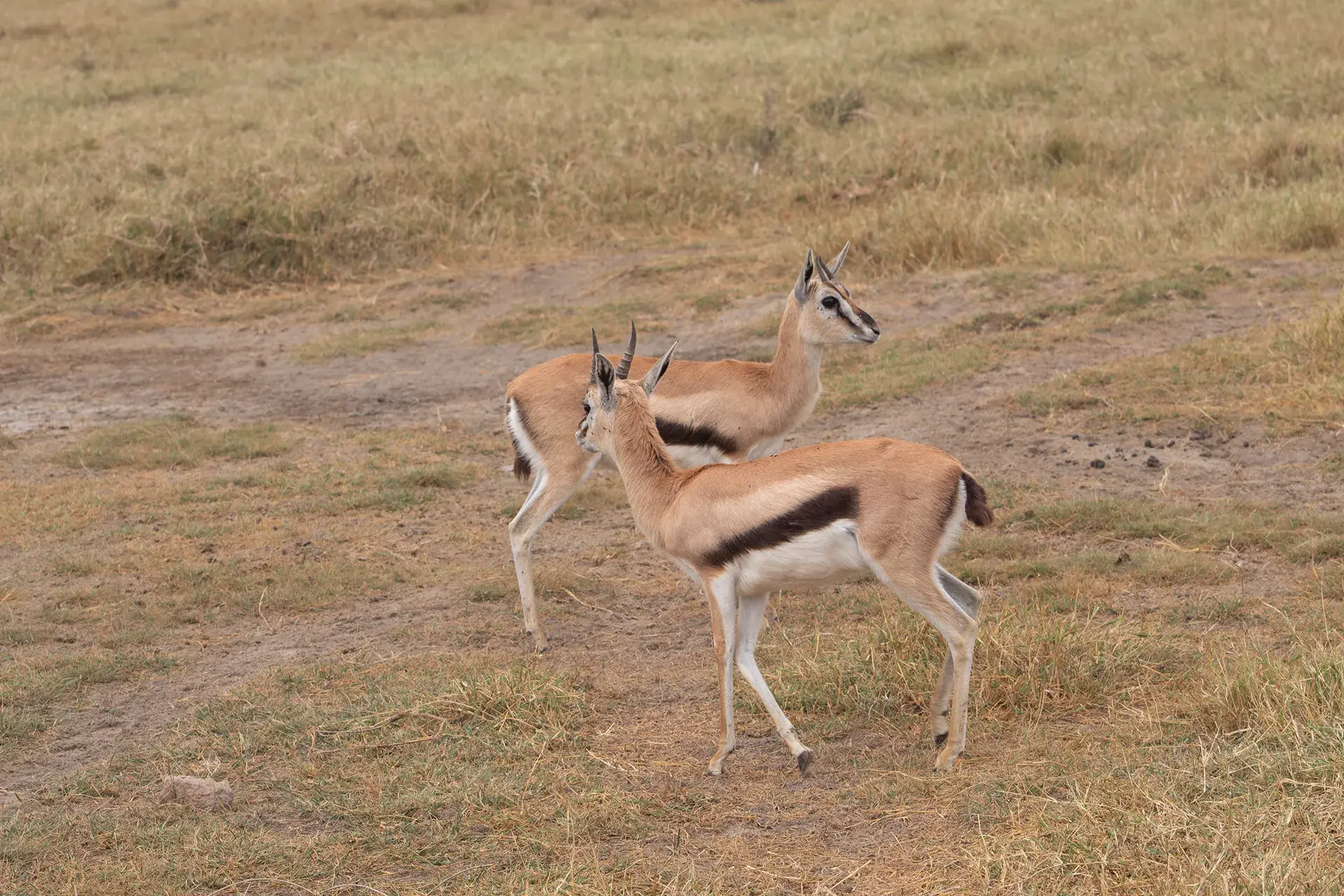 Twin Parks Southern Escape Safari 4 Days