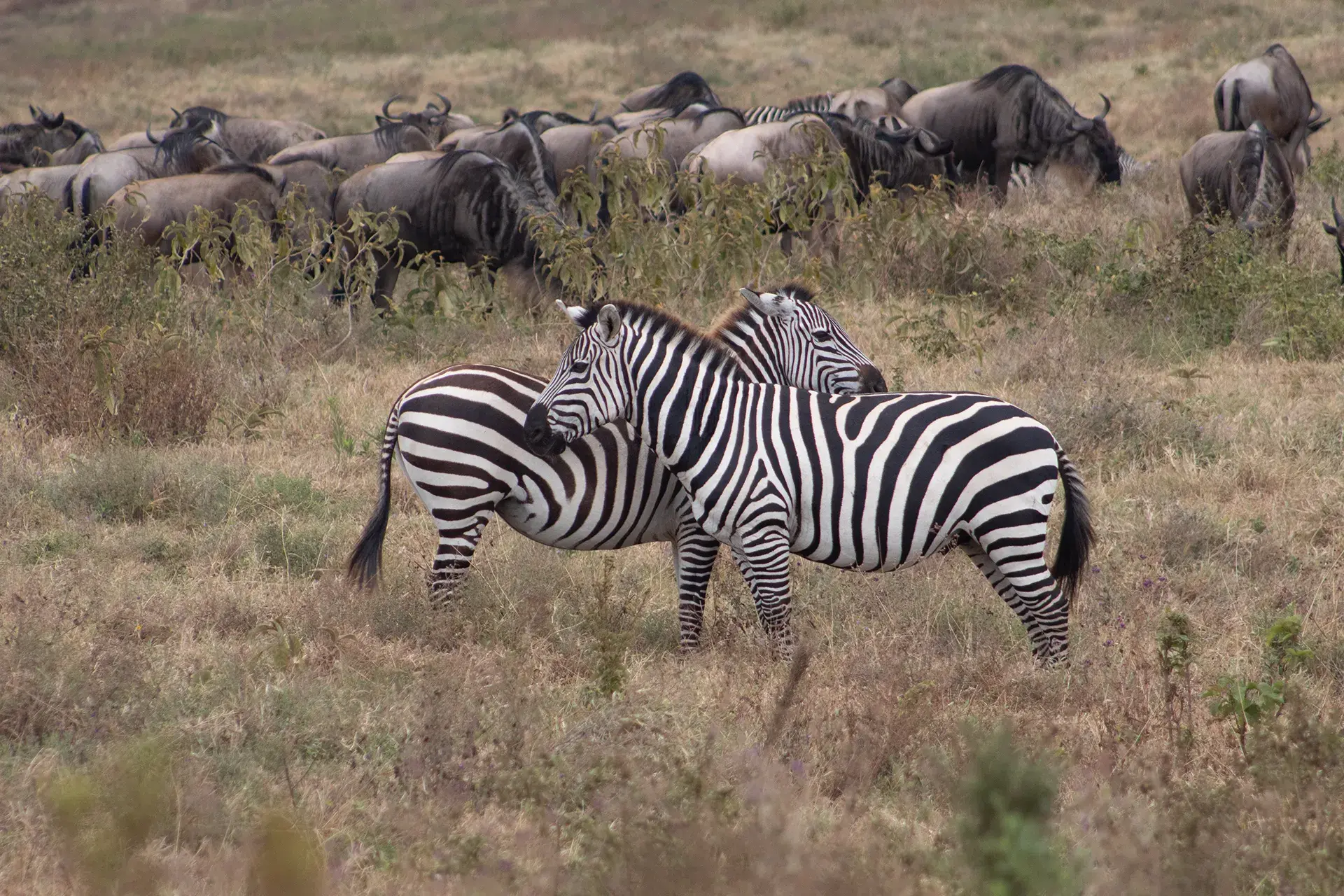 Southern Secrets Safari 5 Days