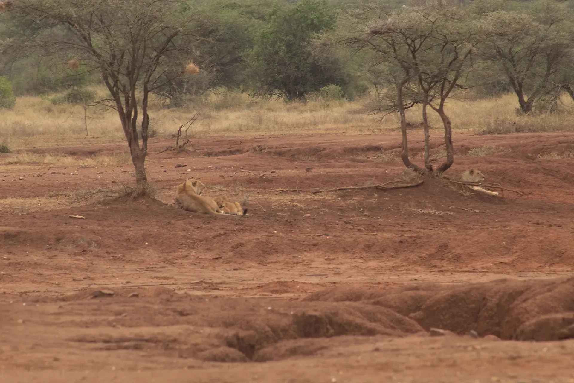 塞伦盖蒂国家公园内的 One Nature Nyaruswiga 旅馆外观