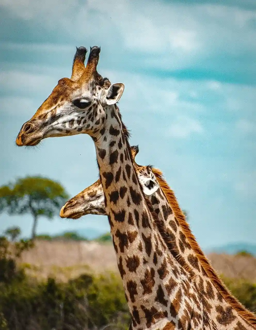 Tanzania National Parks