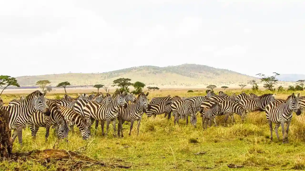 Safari Tours & Pricing
