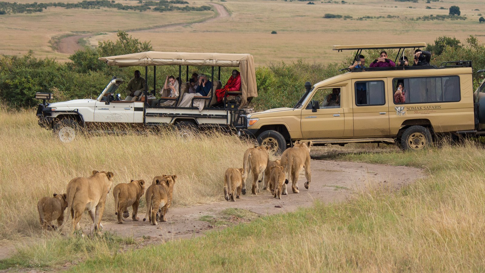 Safari Kenija protiv Tanzanije 2026./2027.: Koji je bolji za putnike koji prvi put putuju?