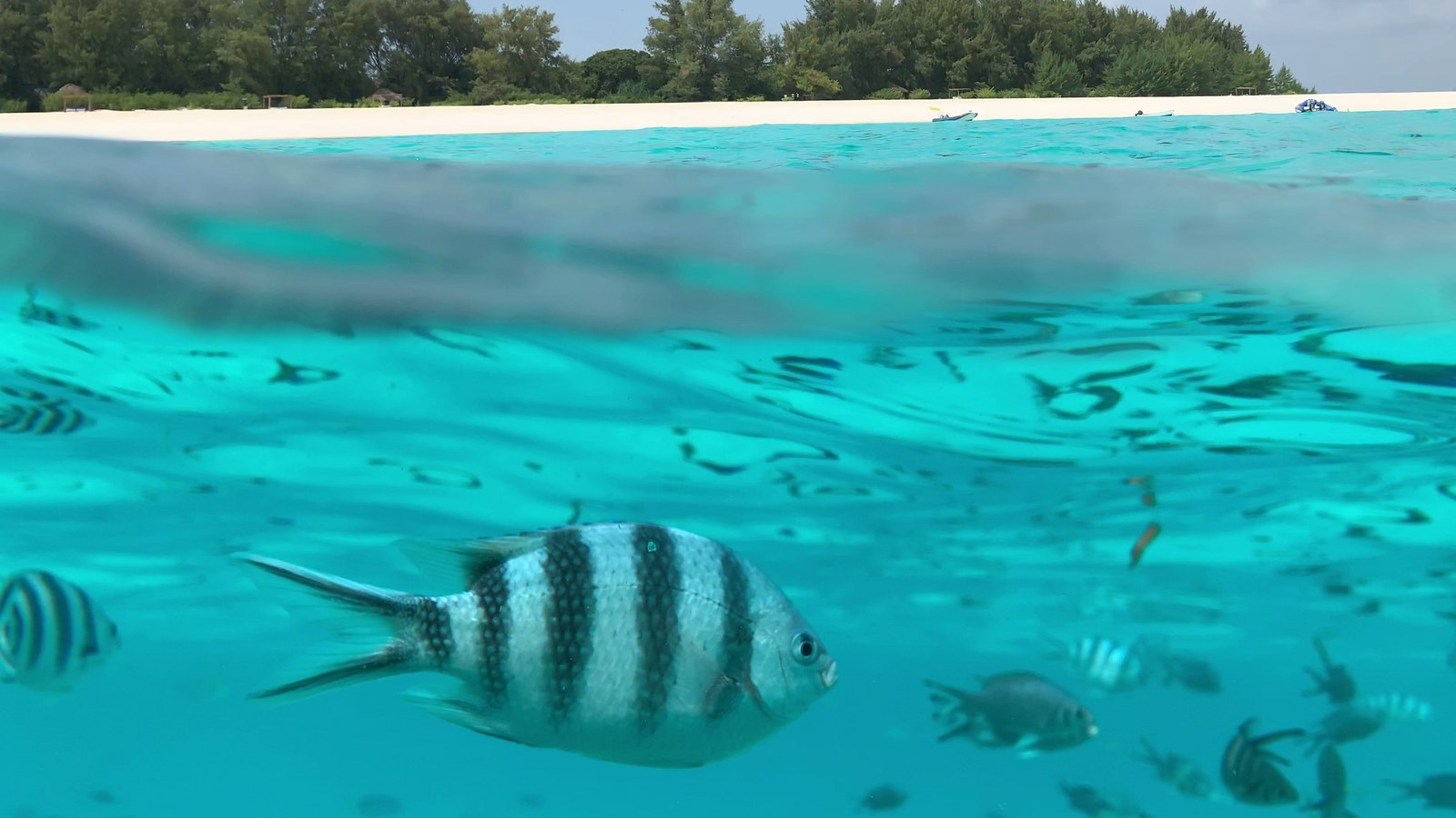 Vodič kroz Zanzibar na otoku Mnemba