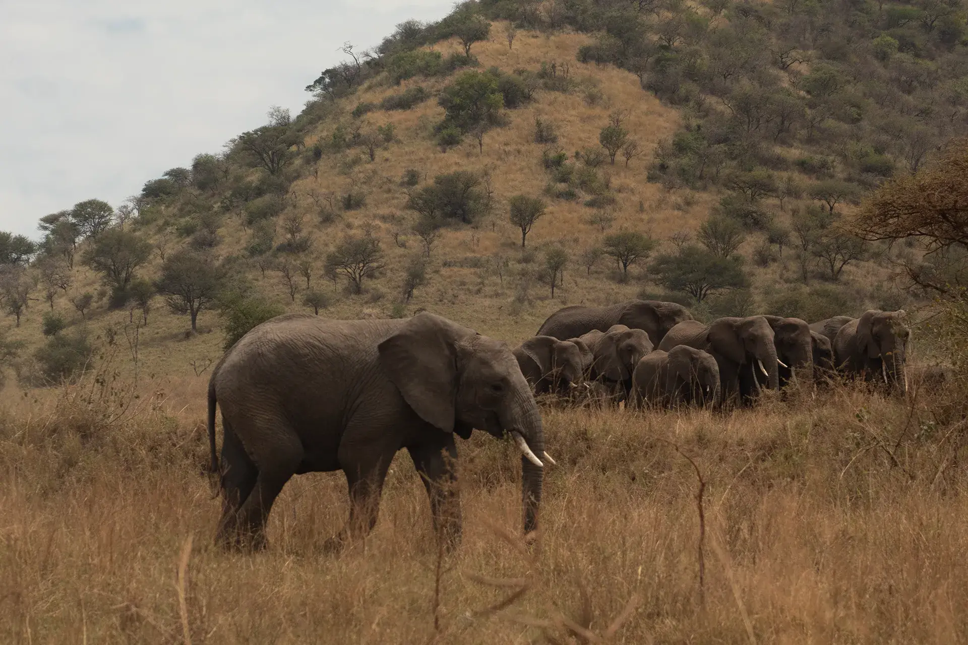 Ngorongoro Crater Tanzania safari