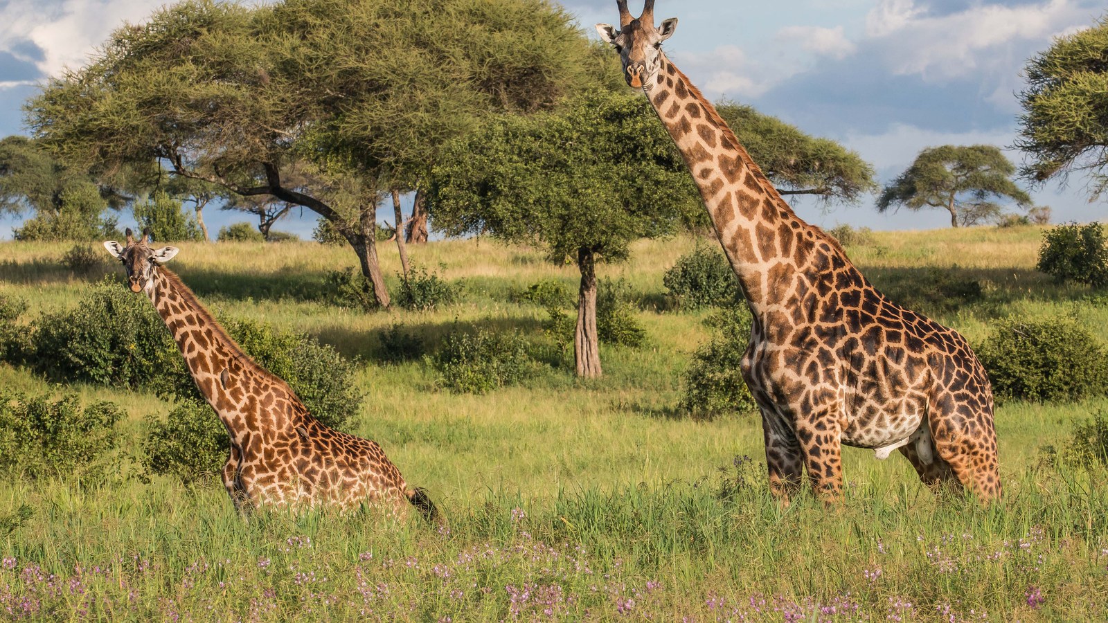 Polagani safari u Tanzaniji: Zašto su duži boravci u manje parkova bolji