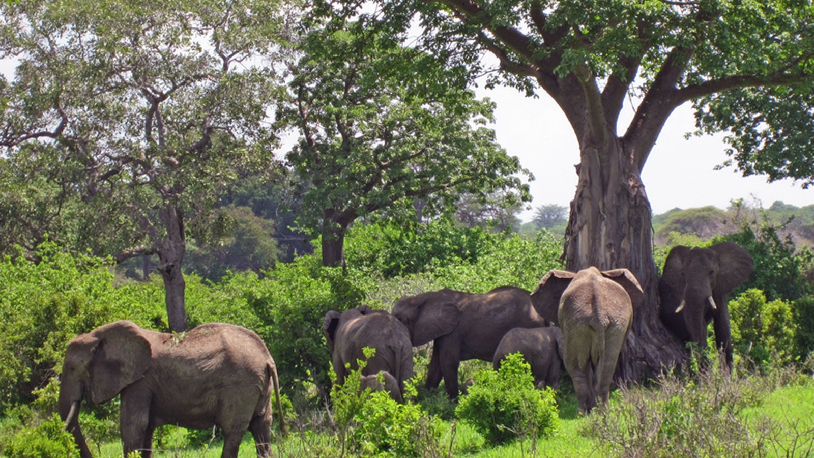 Safari vodič za južnu Tanzaniju: Ruaha, Nyerere, Mikumi i kada ići