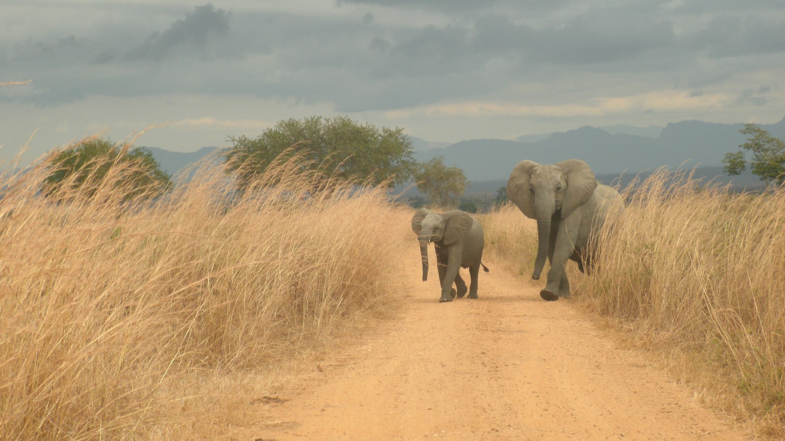 Pogreške safarija u Tanzaniji koje treba izbjegavati