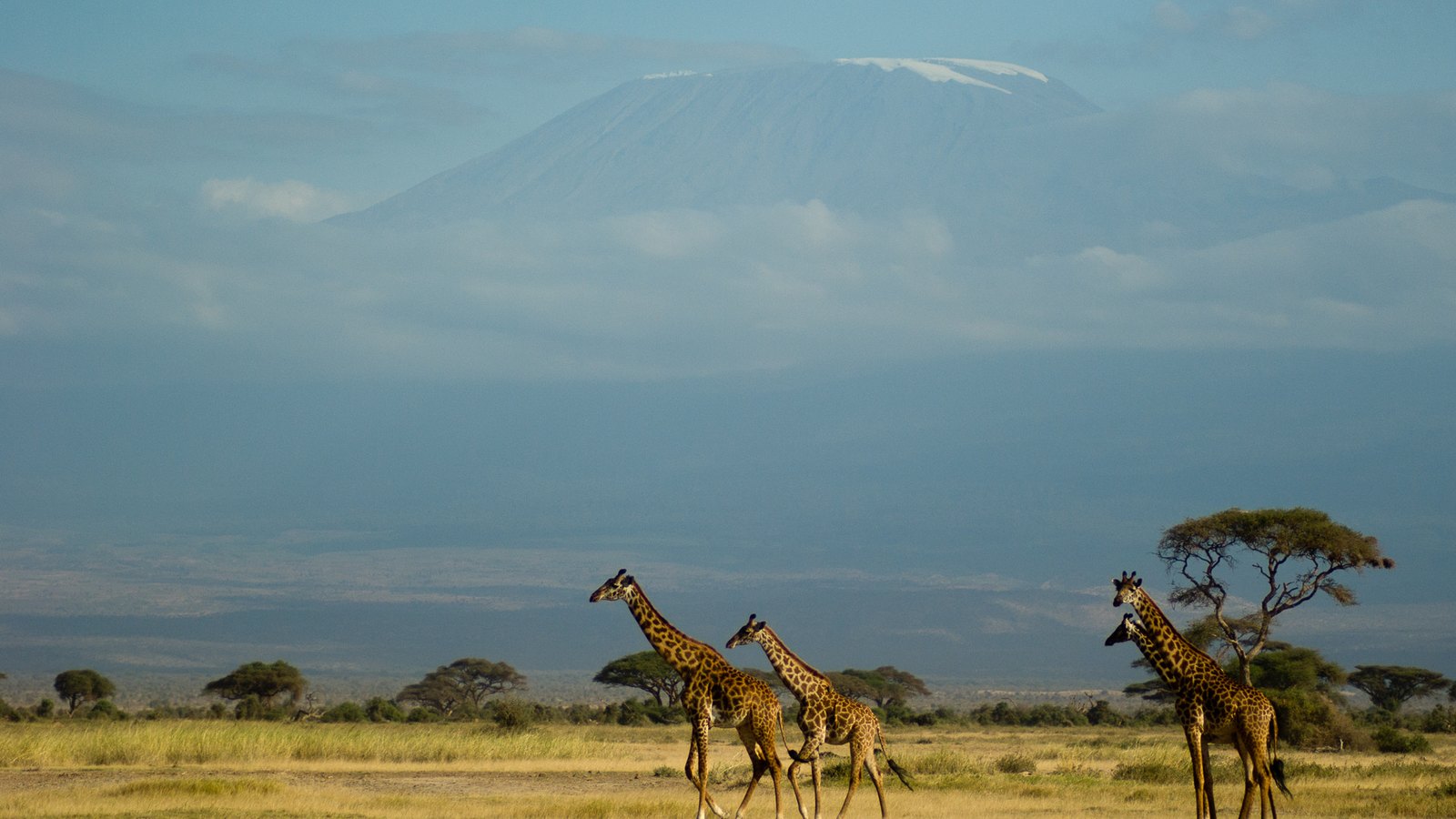 Zašto Tanzania Safari